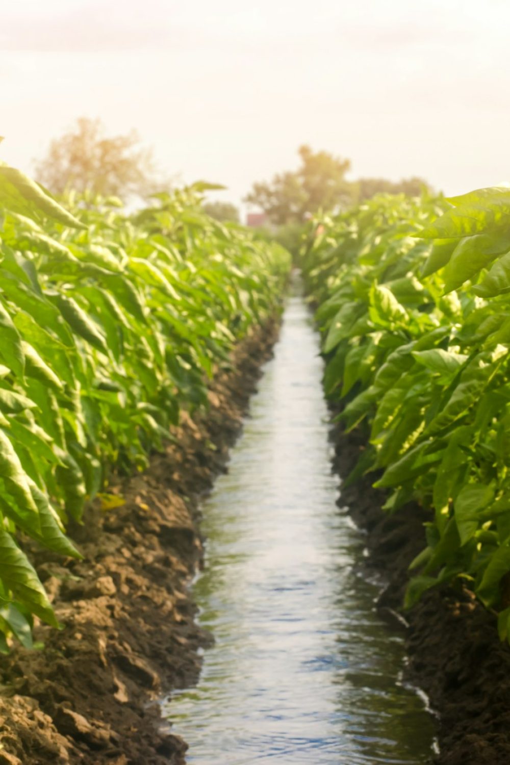 Rows pepper plantation divided by irrigation water channel. traditional method of watering the field