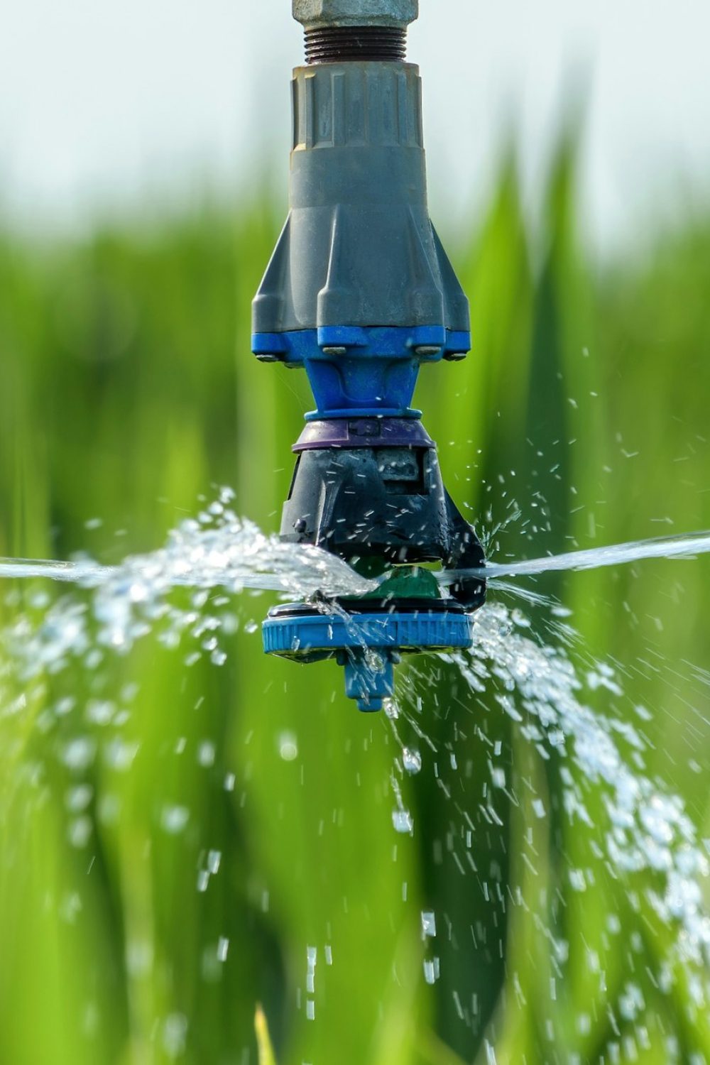 Sorghum crops plantation irrigation